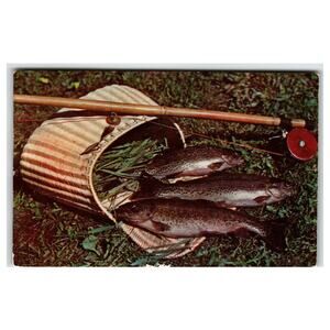 Kriss Pines Trout Hatchery Lehighton PA Fishing Plastichrome Postcard